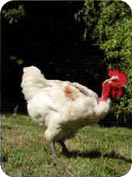 cou nu blanc pattes bleues