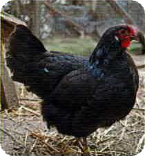 poule pondeuse noire