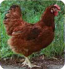 poule pondeuse rousse