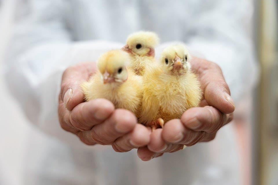 poussins